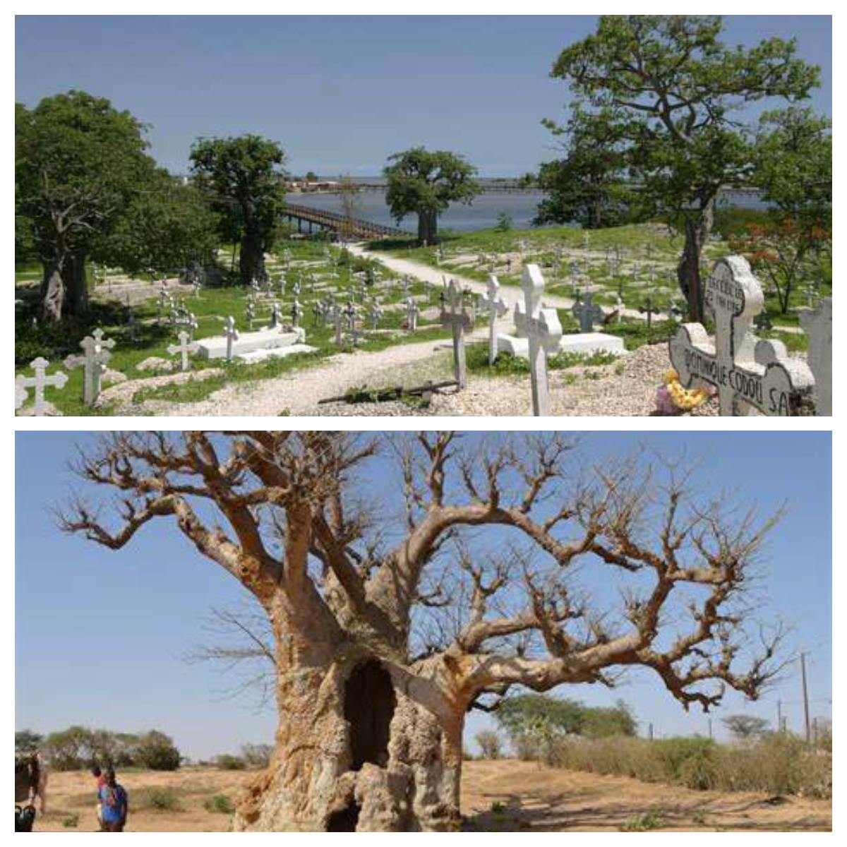Au Sénégal, les baobabs ploient sous la pression des cimentiers