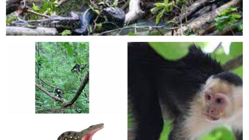 Quand des singes capucins s’allient pour sauver un congénère d’un boa constrictor