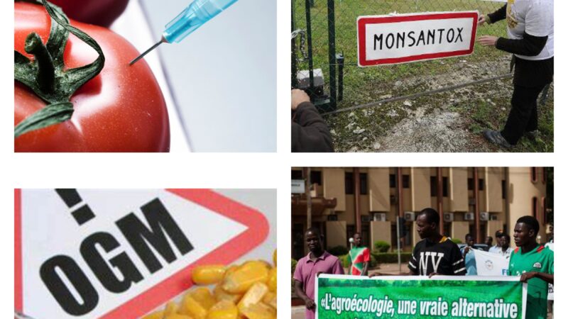 Organismes Génétiquement Modifiés-12 raisons pour l’Afrique de rejeter les OGM- Zachary  Makanya |