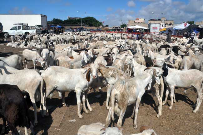 Touba : le foirail de Ndindy bien approvisionné en moutons