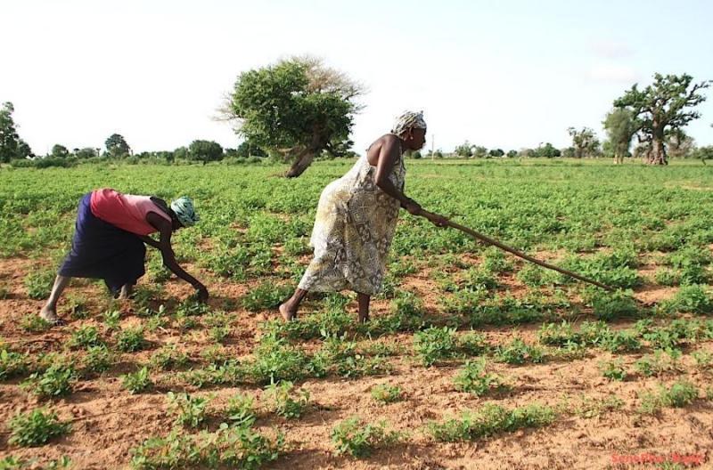 Tambacounda : les producteurs sensibilisés sur les financements à coûts partagés