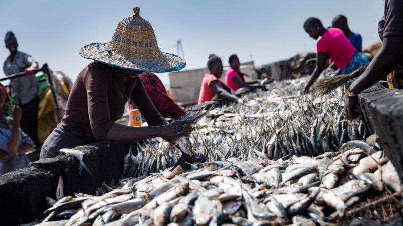 Infrastructure : Thiès dotée d’un marché au poisson de 1, 8 milliard F