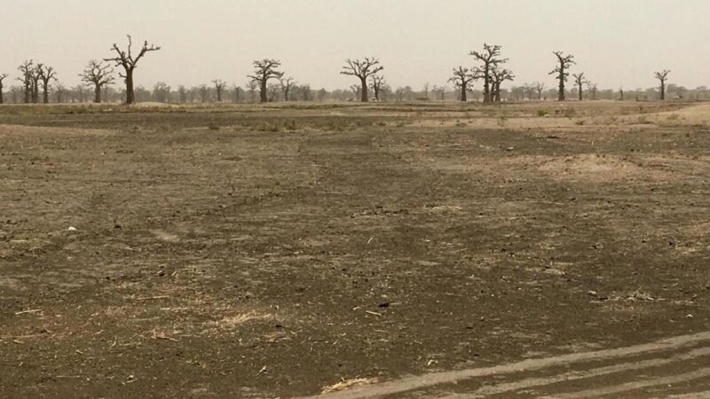 Cession de 80 ha des terres de Ndingler : Quel avenir pour les 80 hectares ?