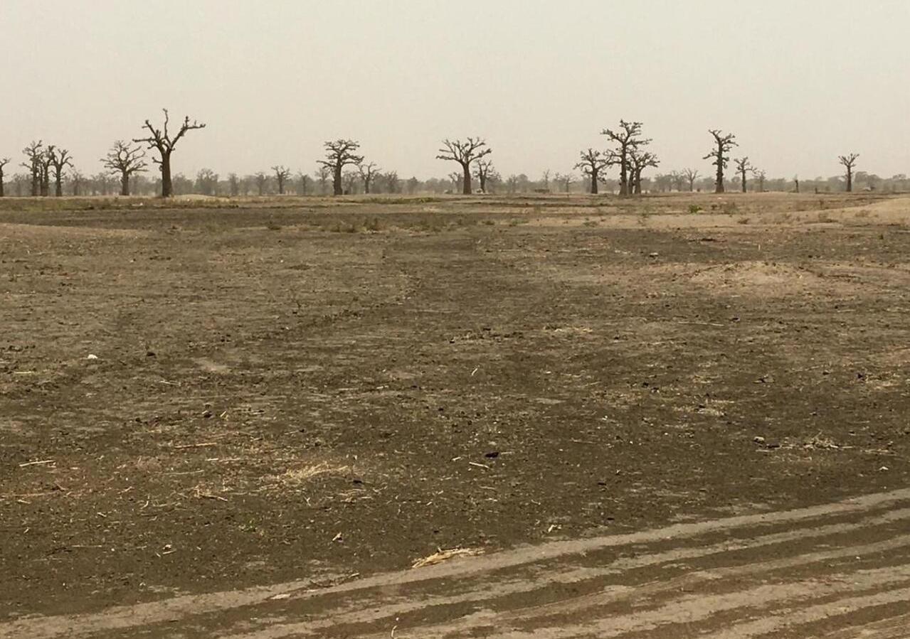 Cession de 80 ha des terres de Ndingler : Quel avenir pour les 80 hectares ?