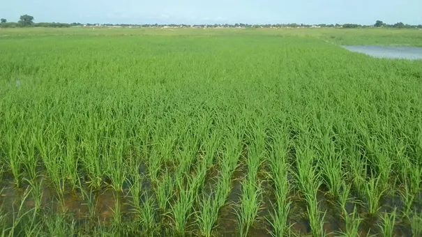 Conservation et restauration des terres : L’Uicn harmonise sa méthode à Dakar