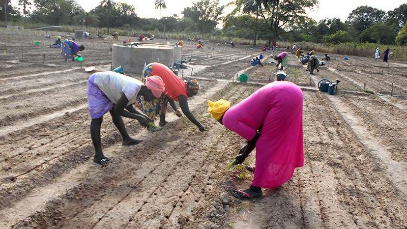 Rapport – Subvention du matériel agricole : LA COUR DES COMPTES ÉPINGLE LA LBA ET LE DAGE DU MASAE