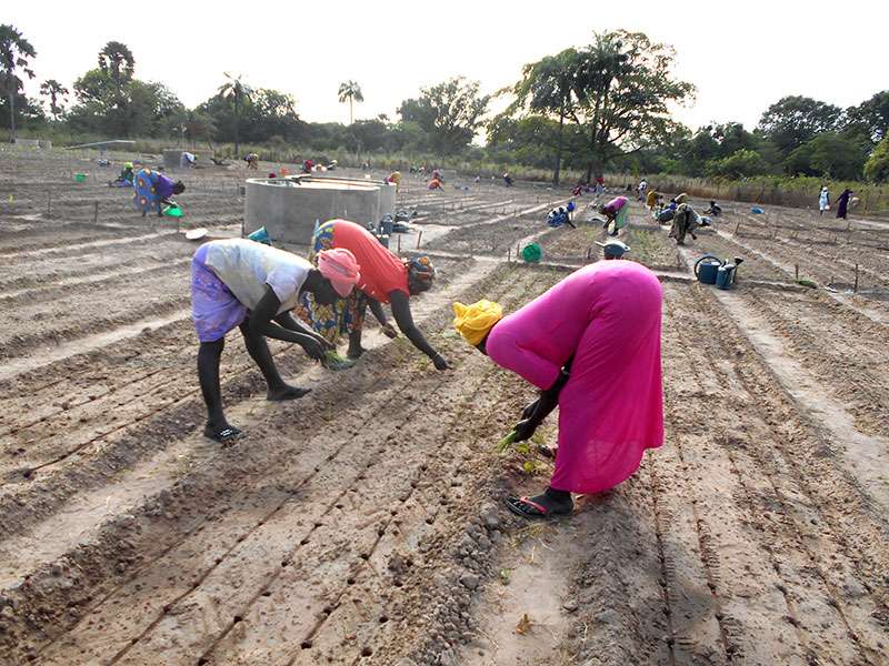 Rapport – Subvention du matériel agricole : LA COUR DES COMPTES ÉPINGLE LA LBA ET LE DAGE DU MASAE